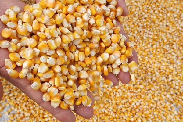 玉米图片2.jpg