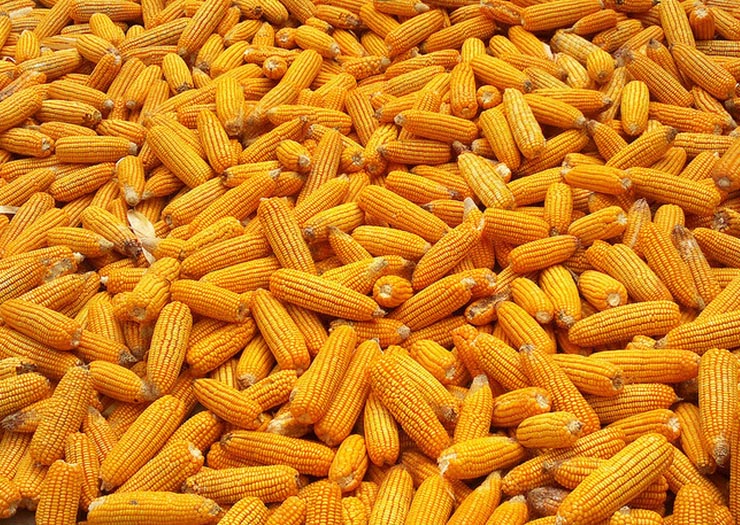 玉米堆2.jpg