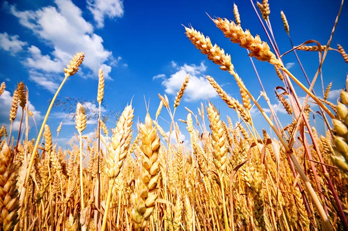 小麦2农田.jpg