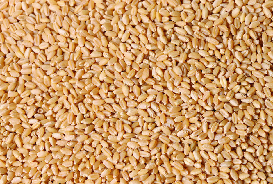 小麦颗粒.jpg