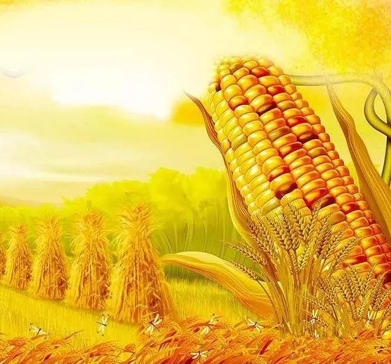 玉米图片1.jpg
